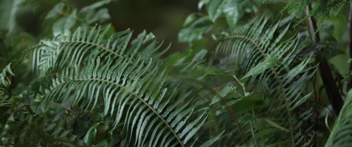Different types of green leaves mingled together