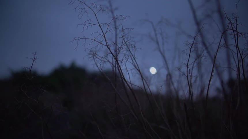 View of the moon in the back of a field