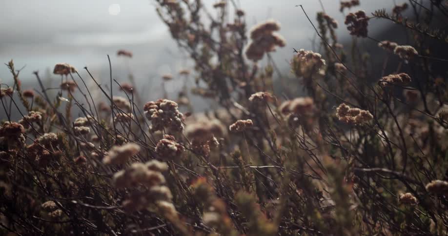 Bugs buzz around the flowers on this hill