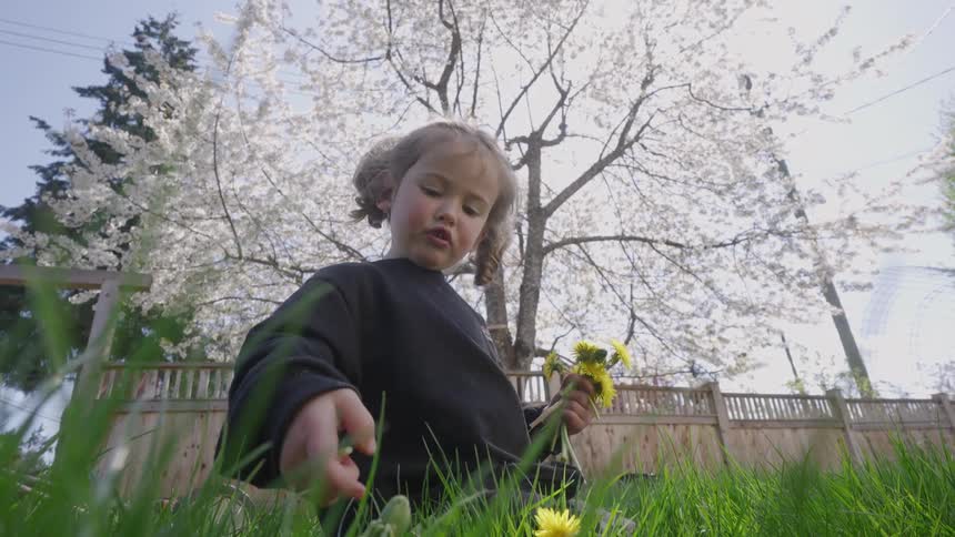 Child picking yellow flowers on a lawn under blooming trees