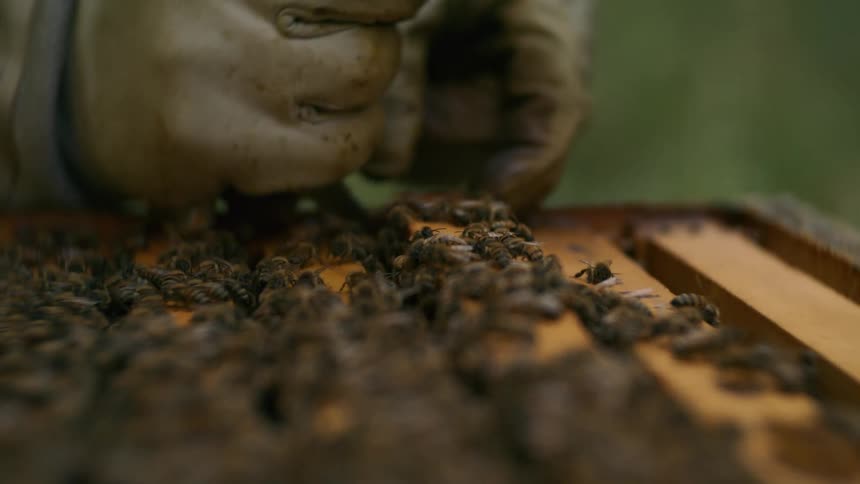 A gloved hand carefully inspects a beehive frame teeming with busy honeybees