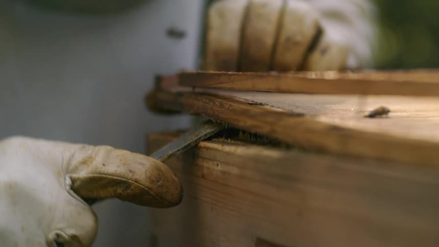 Two gloved hands using a metal tool to carefully pry apart two stacked wooden frames of a beehive box