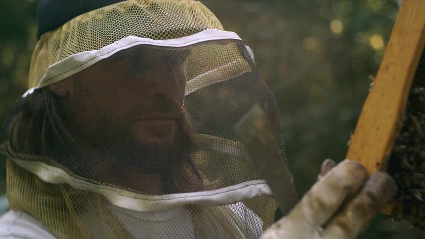 The beekeeper is examining the bees in the beehive box