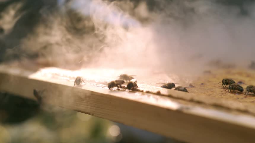 A closeup camera shot shows several bees moving along the wooden edge of a surface