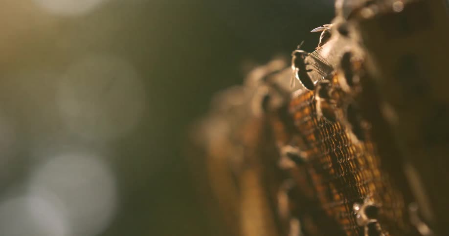 Bees flying around and landing on a sunlit wooden beehive