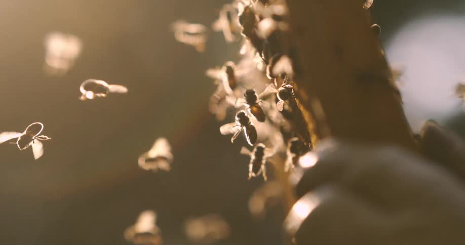Bees swarm around a hive