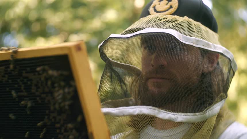 A beekeeper in a protective suit and hat carefully inspects a hive frame covered in buzzing bees
