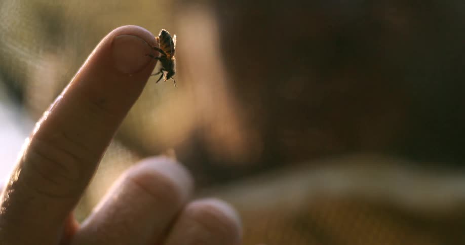 The video is an extreme closeup of a small honey bee perched directly on a persons fingertipthe bee appears to be preening itself or preparing for flight backlit by warm diffused natural light against a dark blurry background