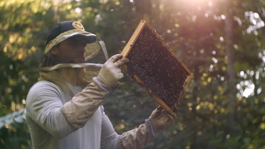 A beekeeper man in a protective suit and veiled hat holds up a wooden frame covered densely with bees against a background of green foliage and bright sunlight