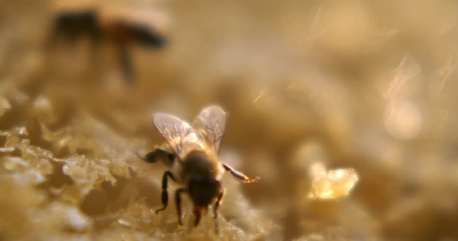Closeup of a bee collecting nectar on a golden surface