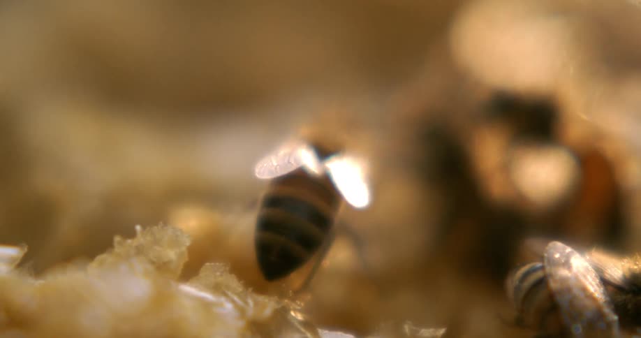 An extreme closeup shot focuses on the movement of some honeybees as they crawl and interact on a honeycomb