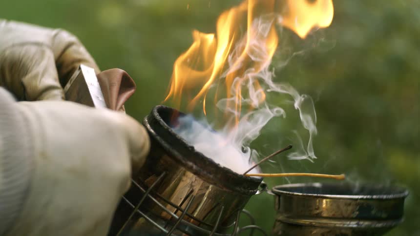 The video is a closeup of a beekeeper wearing protective gloves preparing a smokerthe metal smoker is actively producing a large plume of white smoke and a visible tall orange flame as the beekeeper operates the bellows