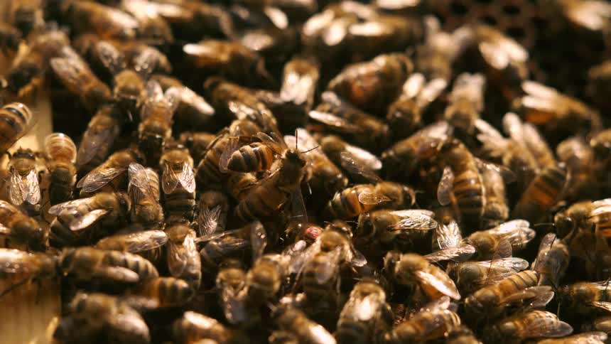 Many bees huddled together