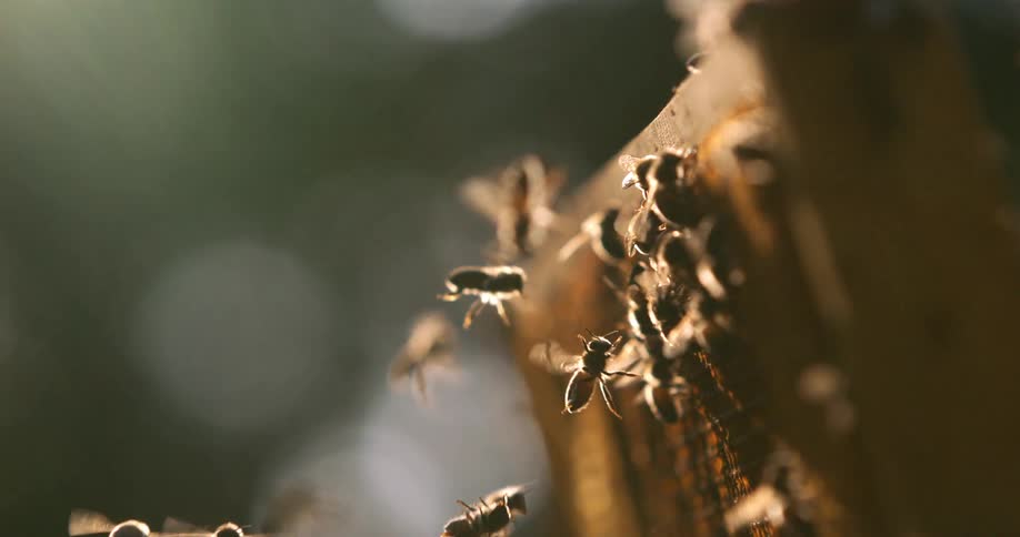 A swarm of bees on a bee box