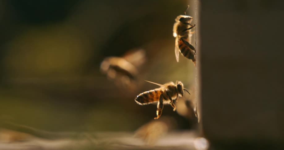 Bees in flight approach the entrance of a beehive