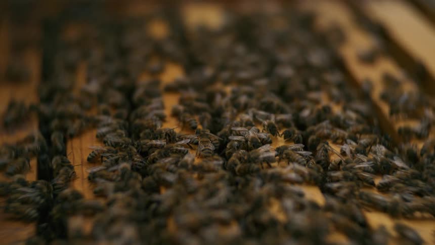 Swarm of bees covers the surface of a honeycomb inside the hive