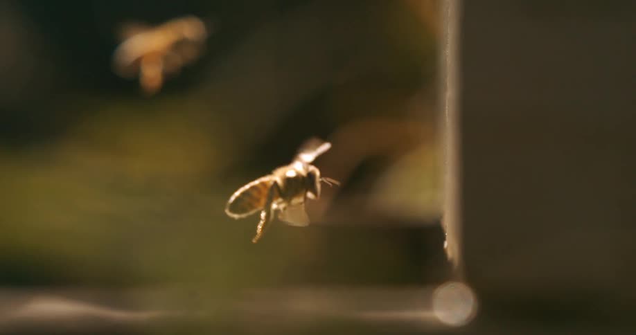 Honeybees arrive at and depart from a beehive during the daytime