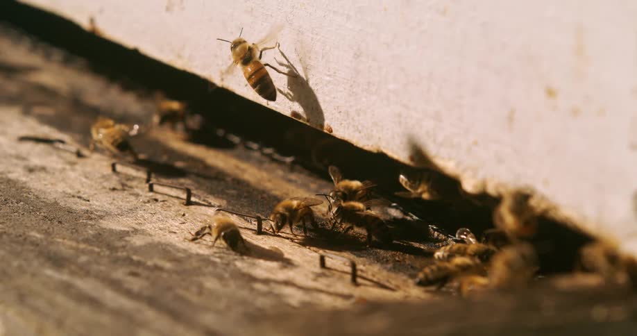 Bees crawling out from under a wall with one flying away