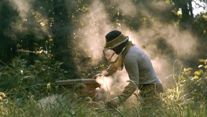 The beekeeper is smoking the bee hive box