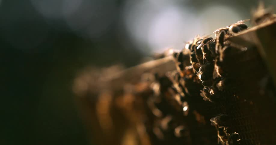 The video features a very closeup shot of honey bees densely clustered on the wooden frame of a honeycomb the warm sunlight backlights the bees creating a golden glow and a shallow depth of field against a dark outoffocus background