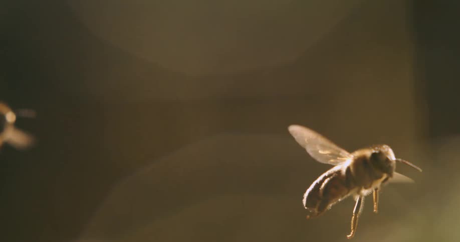 Two bees flies in the air and moves its wings rapidly