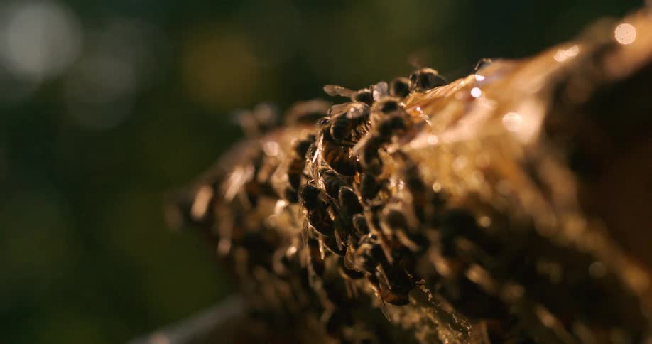 The bees are flying all over the honey