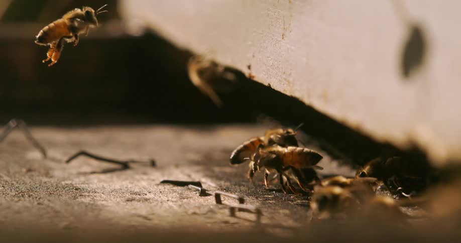 Bees flying and entering a beehive