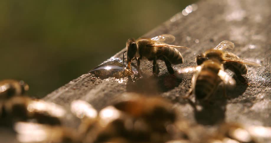 The bees are standing on the piece of wood