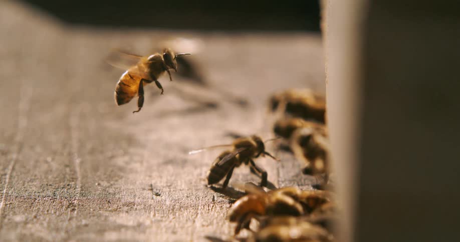 A closeup camera shot shows some bees clustered on a wood surface