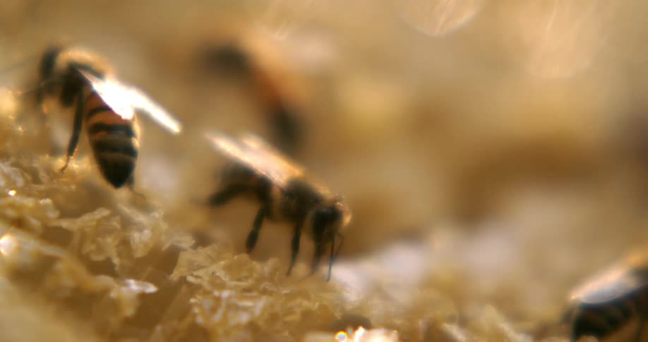 The bees are crawling over the honey comb