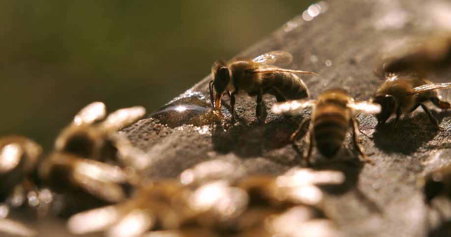 A colony of bees