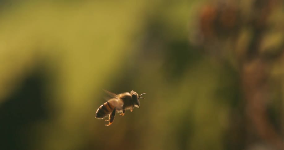 A fuzzy honeybee flies gracefully across the frame with its wings buzzing against a blurry green and brown background