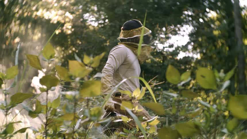 Beekeeper walks through vegetation wearing protective gear