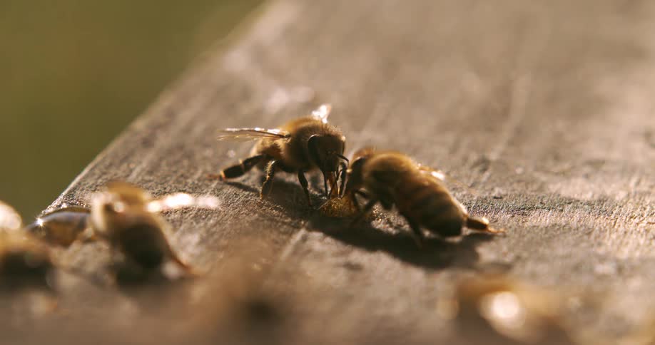 A closeup camera shot shows some honey bees standing on a wood surface
