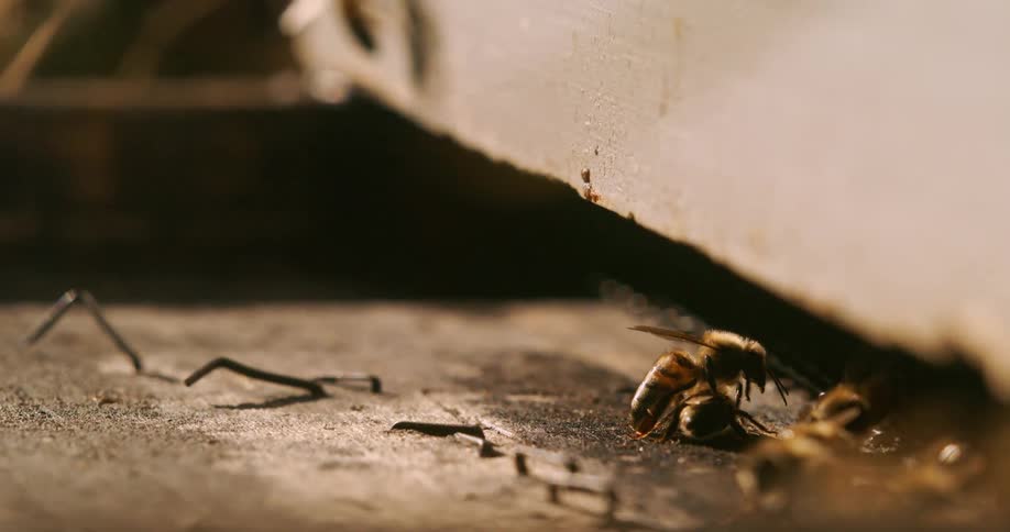 Some bees by a bee box