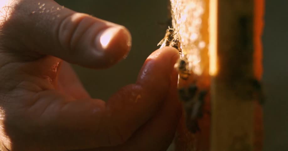 Hand touching a honeycomb while bees work under golden light