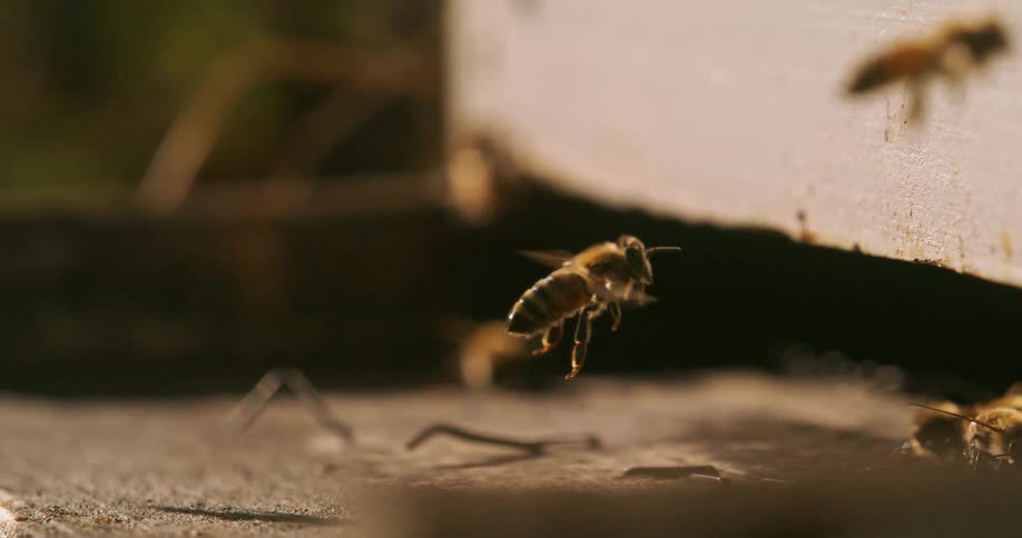 Bees by a bee box