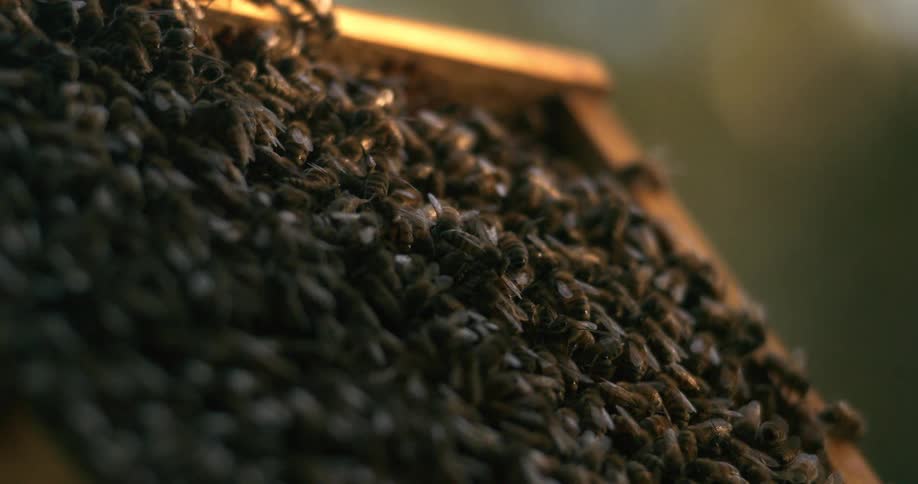 A closeup shot captures countless honeybees bustling and crawling all over the top of a beehive