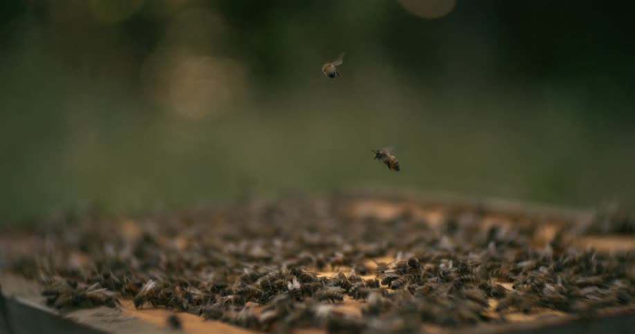 A swarm of bees on a box