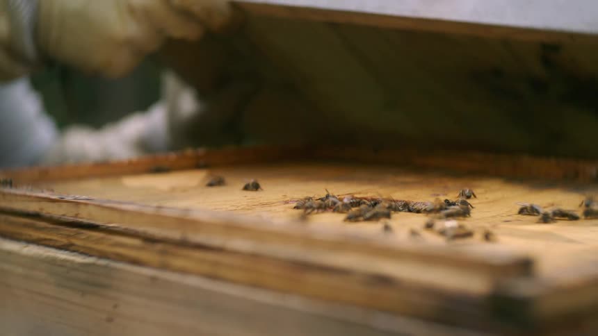 A gloved person slowly lifts the cover off a raw wooden beehive box exposing a cluster of small honeybees crawling on the top edge and inner surface