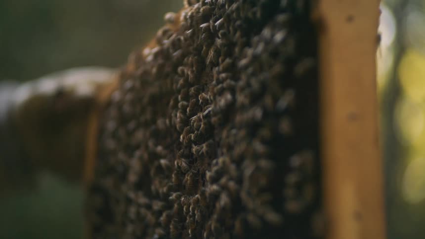 A man holds a wooden tray that is completely covered with bees