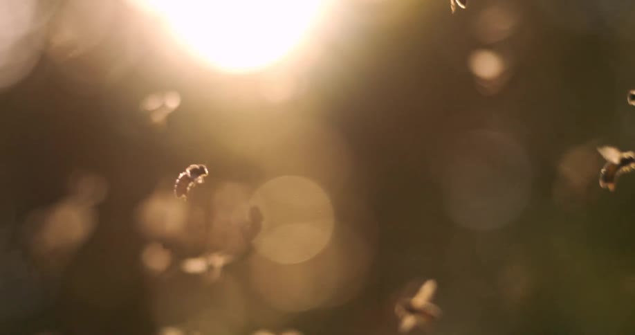 A swarm of insects