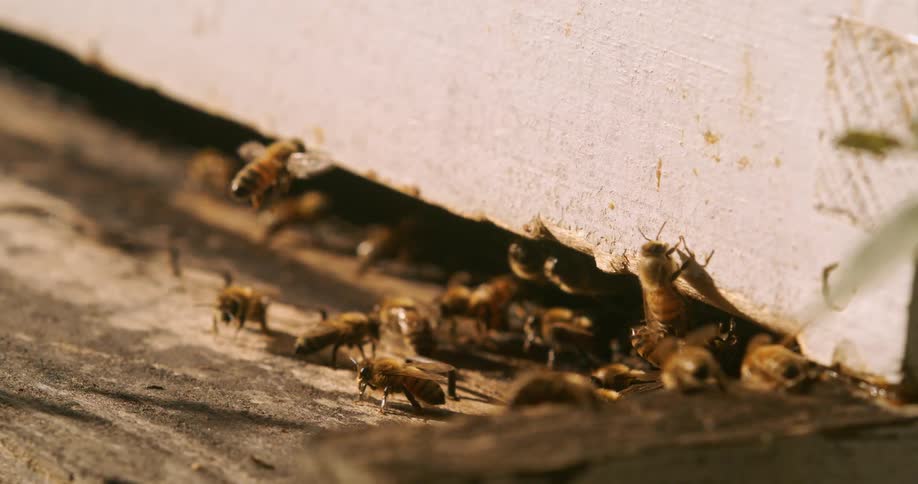 A cluster of bees