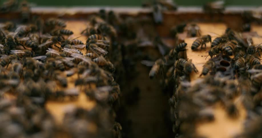 Many bees on top of a man made beehive with some flying off from it