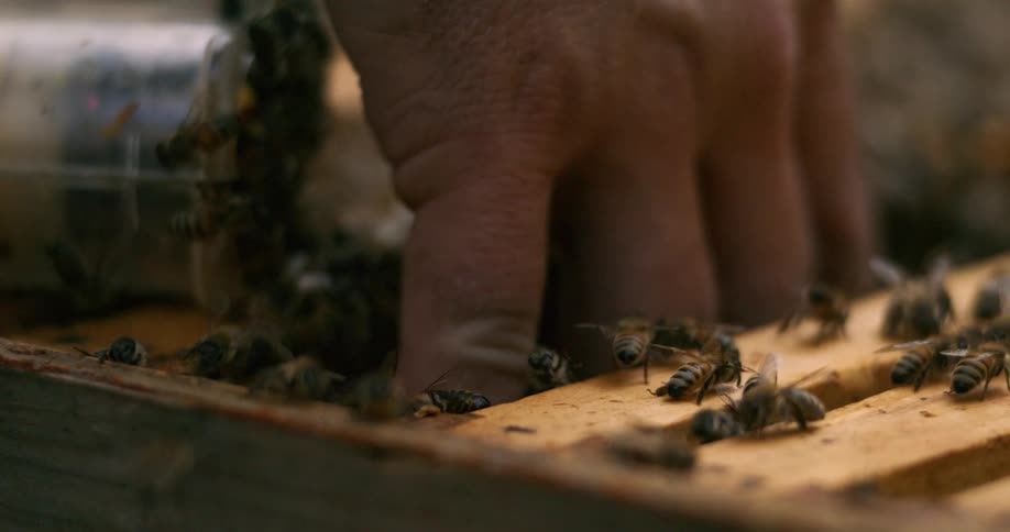 A person has a hand inside a wooden honeybee enclosure
