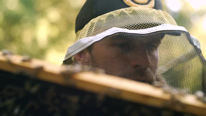 Beekeeper wearing a protective veil closely observing a beehive with bees