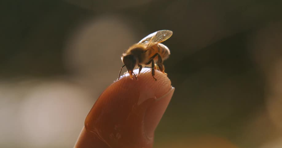 A tiny bee stands on a persons fingertip which is coated in a glistening drop of honey