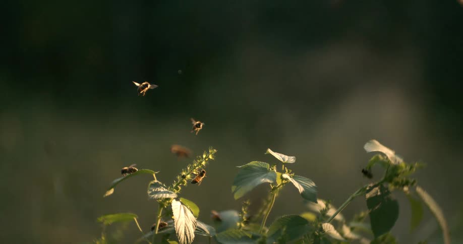 Several bees fly around some plants