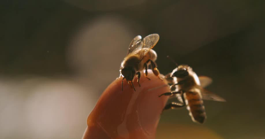 A bee on a finger dipped in honey