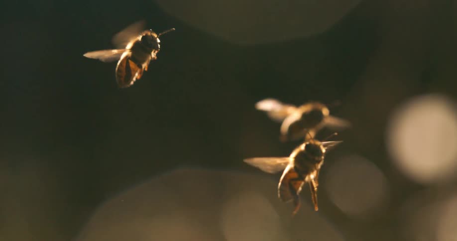 Several bees flying around